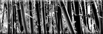 Decor Bambu